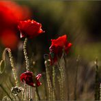 Windiger Klatschmohn