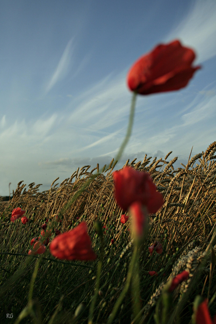 windiger Mohn