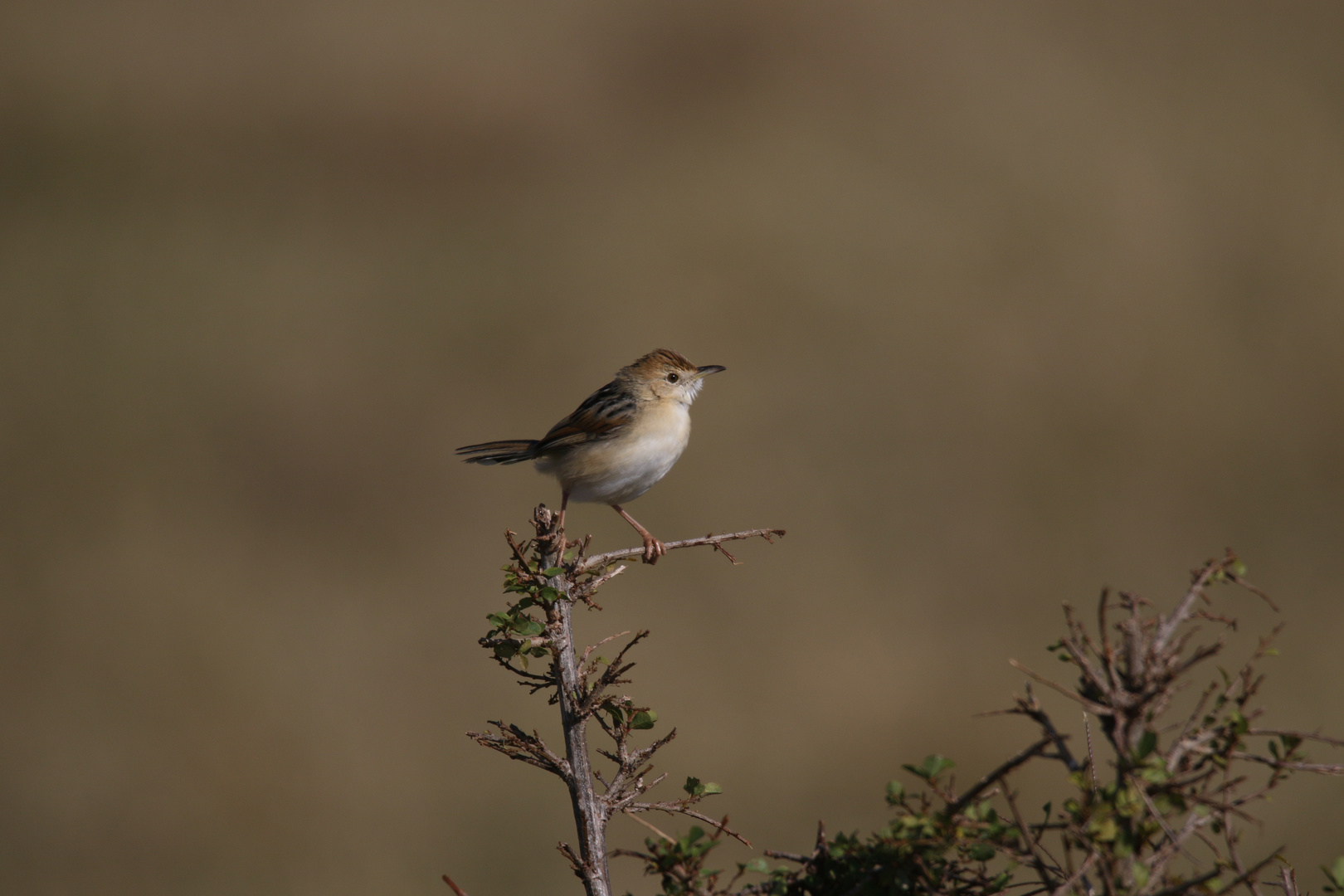 Winding cisticola ,Cisticola marginatus