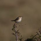 Winding cisticola ,Cisticola marginatus