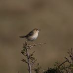 Winding cisticola ,Cisticola marginatus