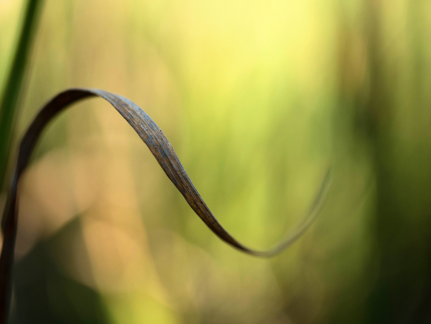 Winding Grass