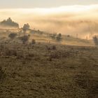 Windknollen mit Nebel