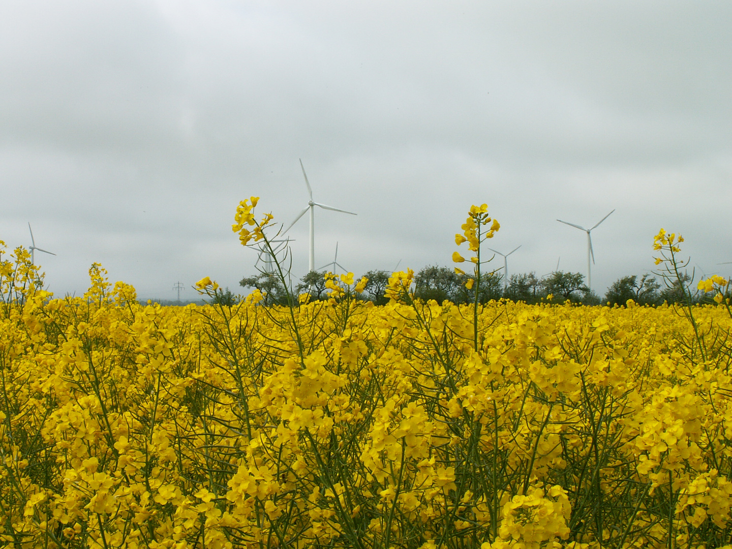 Windkraft im Einklang mit der Natur...