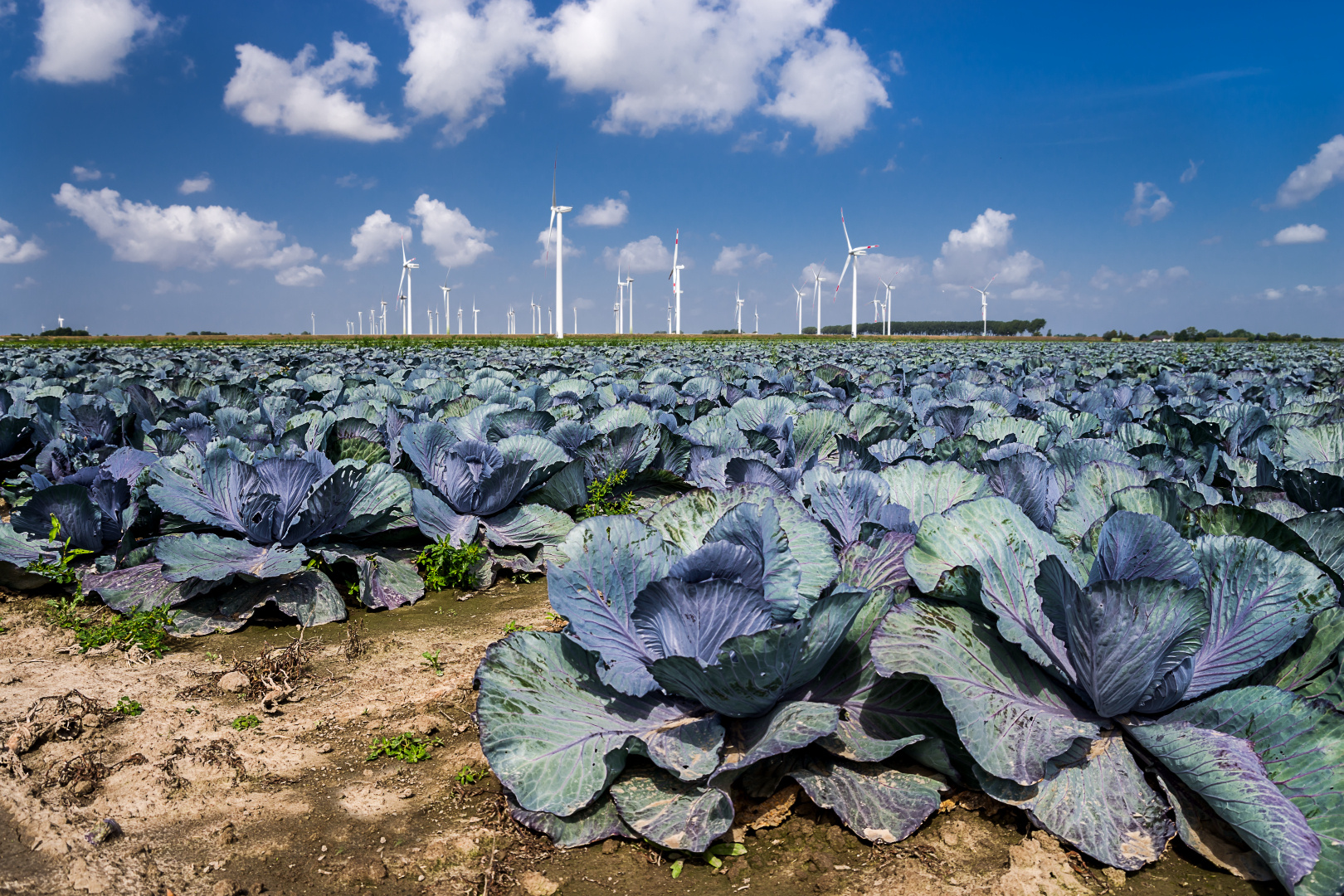 Windkraft mit Rotkohl in Dithmarschen