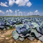 Windkraft mit Rotkohl in Dithmarschen