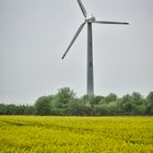 Windkraft und Natur