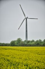 Windkraft und Natur