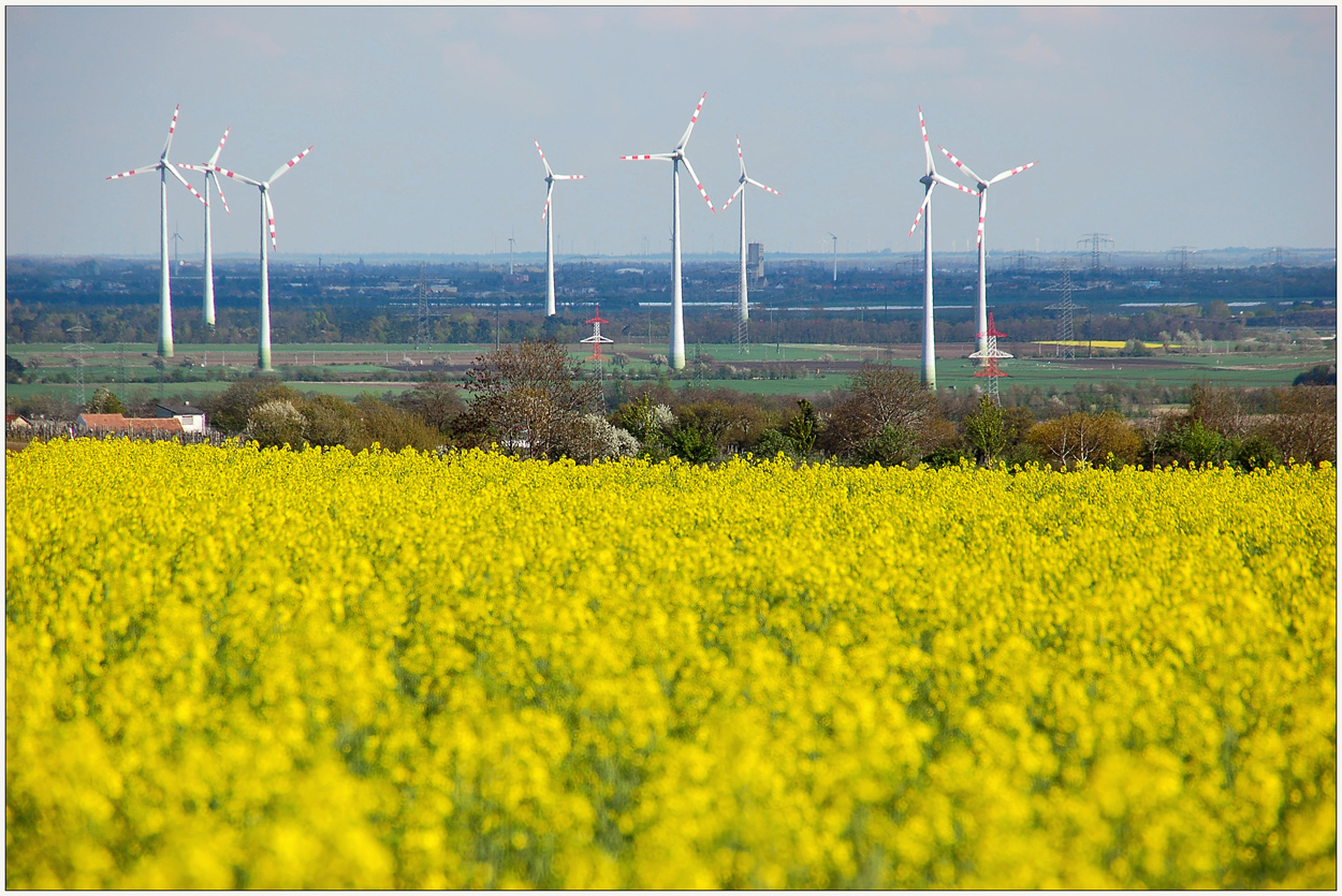 Windkraft und Raps