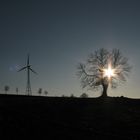 Windkraftwerk & Baum