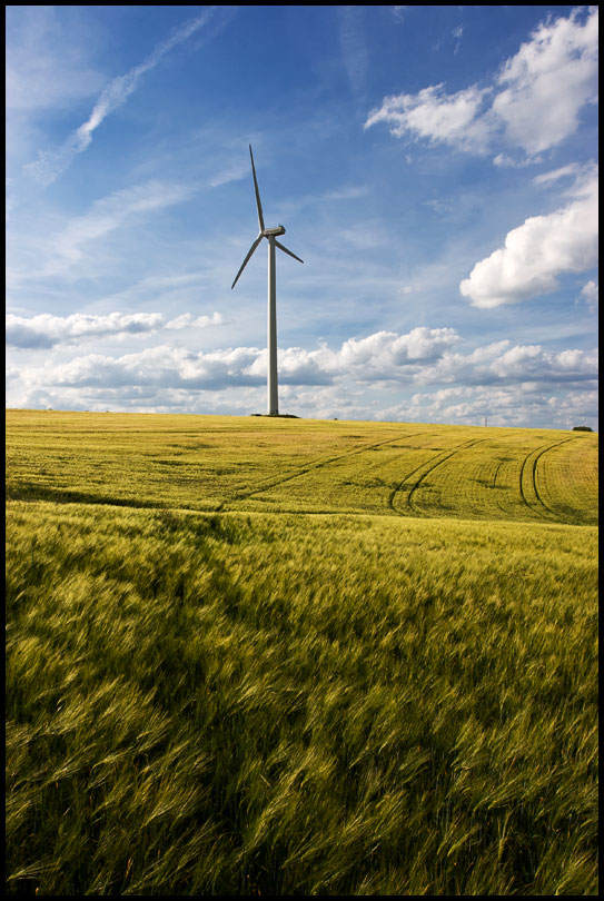 Windkraftwerk im Kornfeld