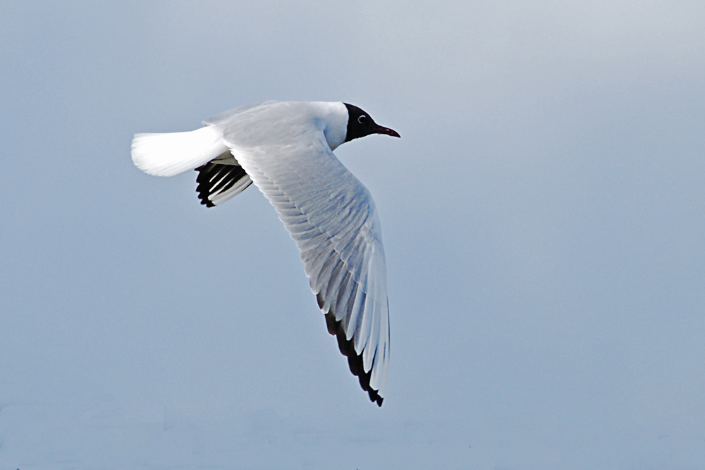 Windkünstler