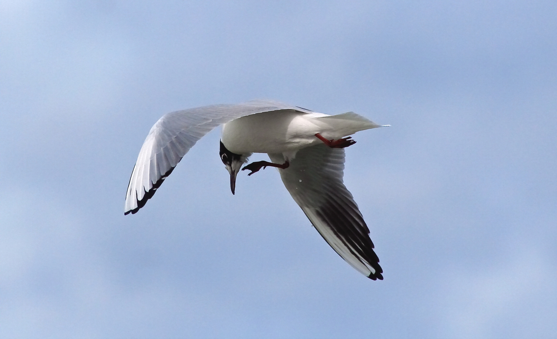 Windläufer