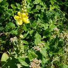 Windlicht-Königskerze in Gesellschaft mit Oregano