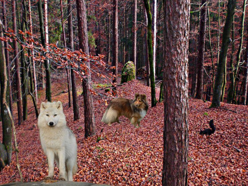 Windloch, Pottenstein im Herbst