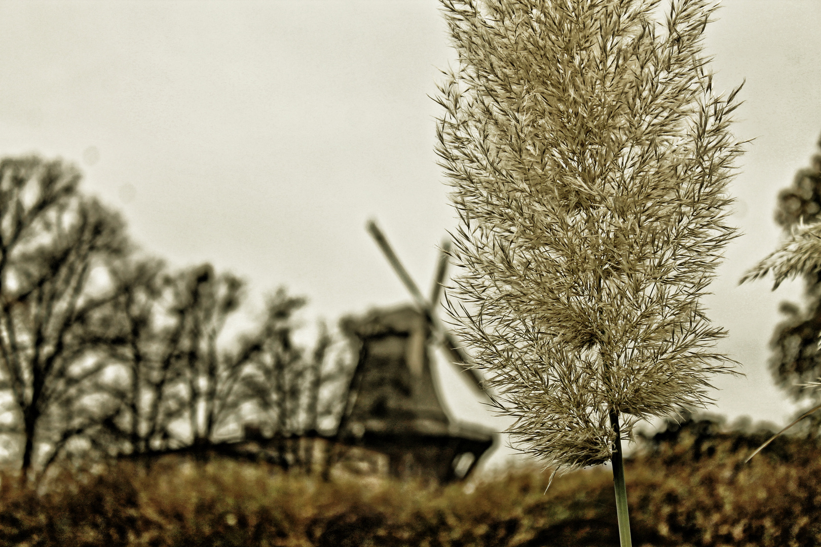 Windmill at Sanssouci