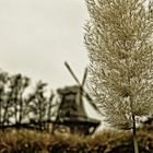 Windmill at Sanssouci