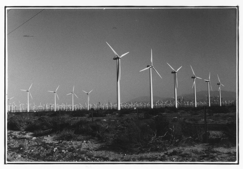 Windmill Flower Field