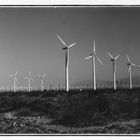 Windmill Flower Field