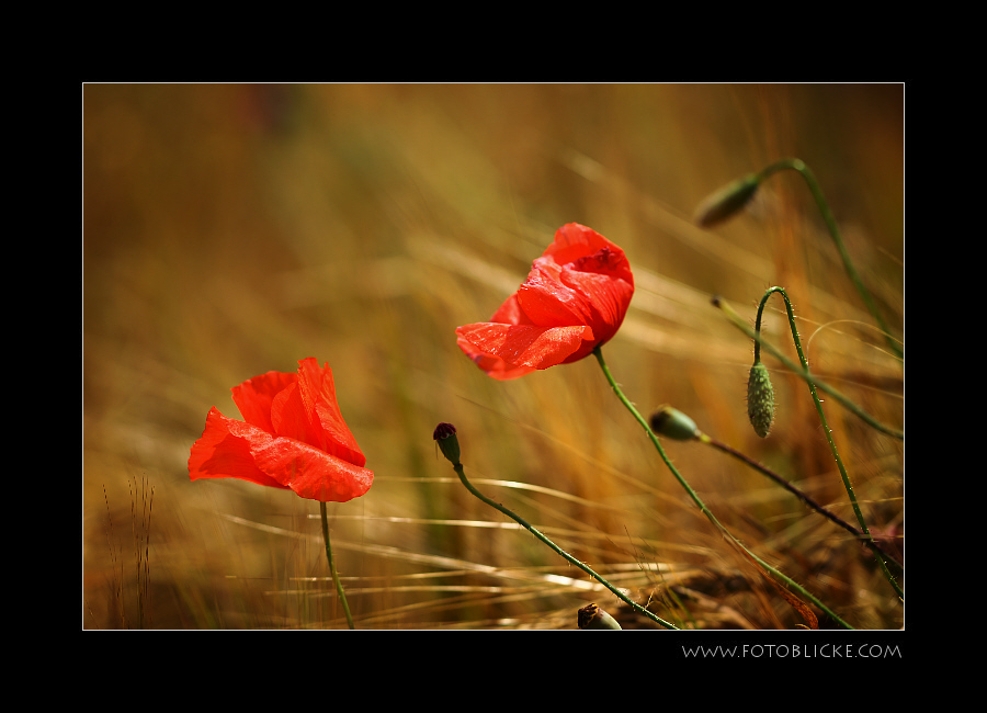 Windmohn