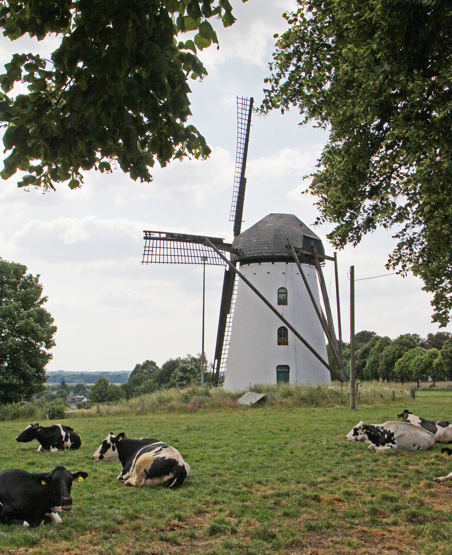 Windmühle am Niederrhein