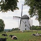 Windmühle am Niederrhein