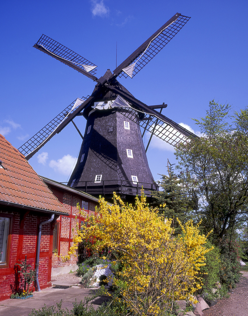 Windmühle auf Fehmarn