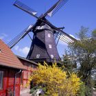 Windmühle auf Fehmarn