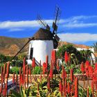 WINDMÜHLE AUF FUERTE VENTURA