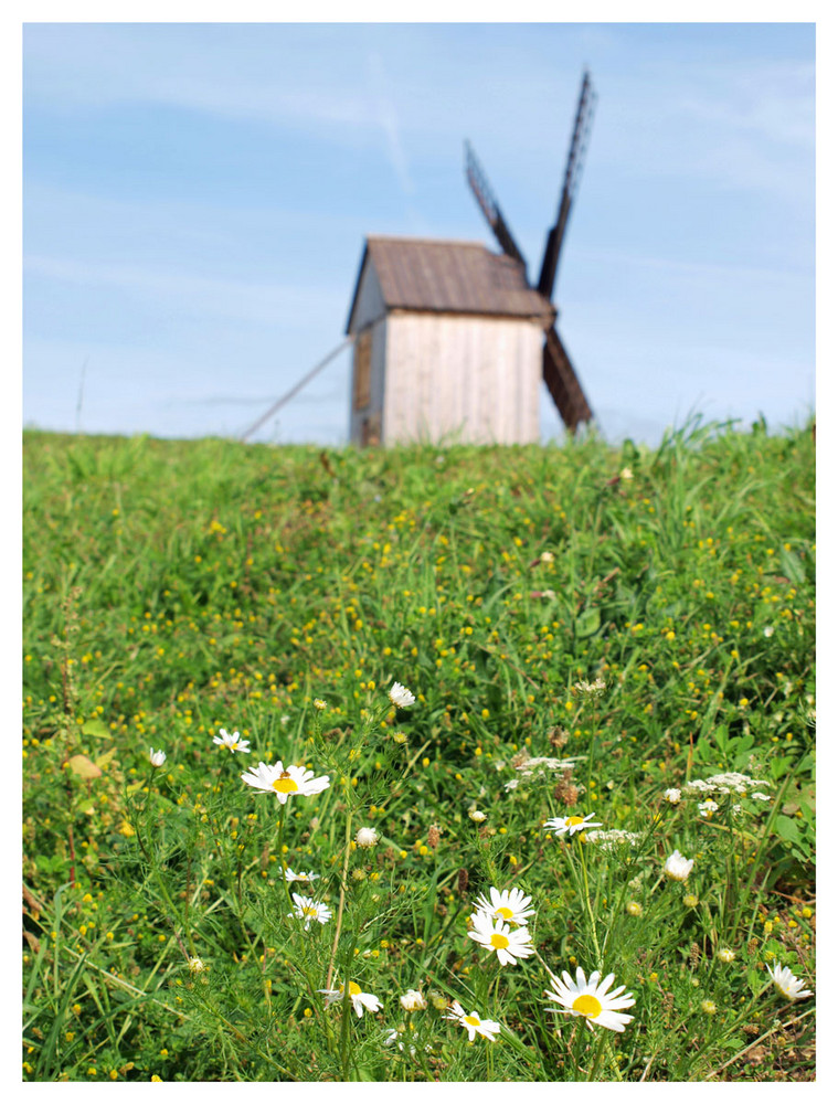 Windmühle auf Saaeremaa, Estland