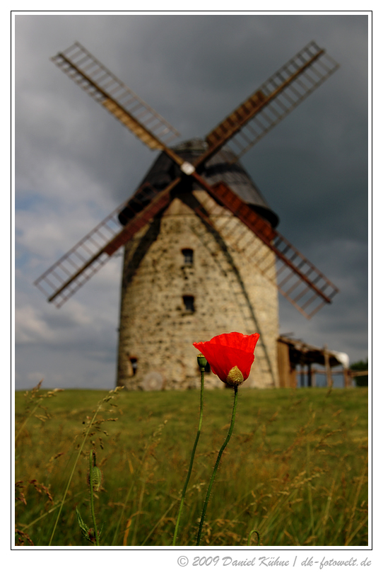 Windmühle bei Warnstedt mit Mohn