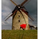 Windmühle bei Warnstedt mit Mohn