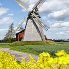 Windmühle Bierde (Petershagen, Minden-Lübbecke) mit blühendem Raps im Vordergrund