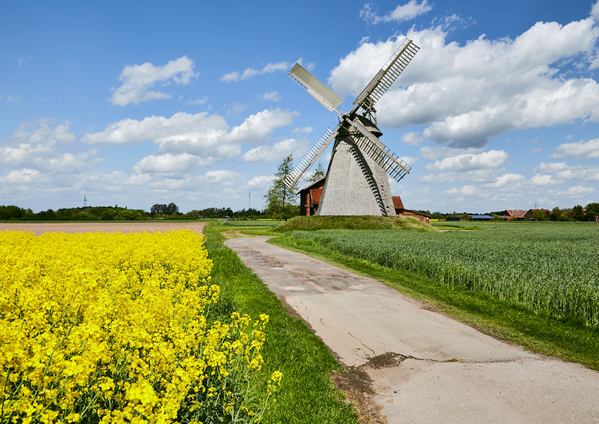 Windmühle Bierde (Petershagen, Minden-Lübbecke) mit blühendem Rapsfeld und Straße