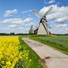 Windmühle Bierde (Petershagen, Minden-Lübbecke) mit blühendem Rapsfeld und Straße