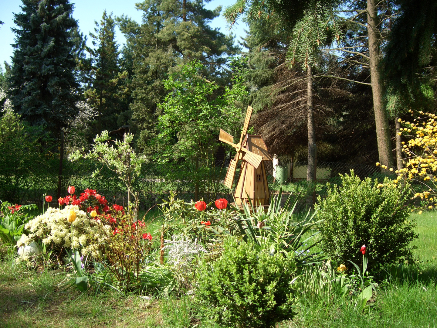 Windmühle im Frühling