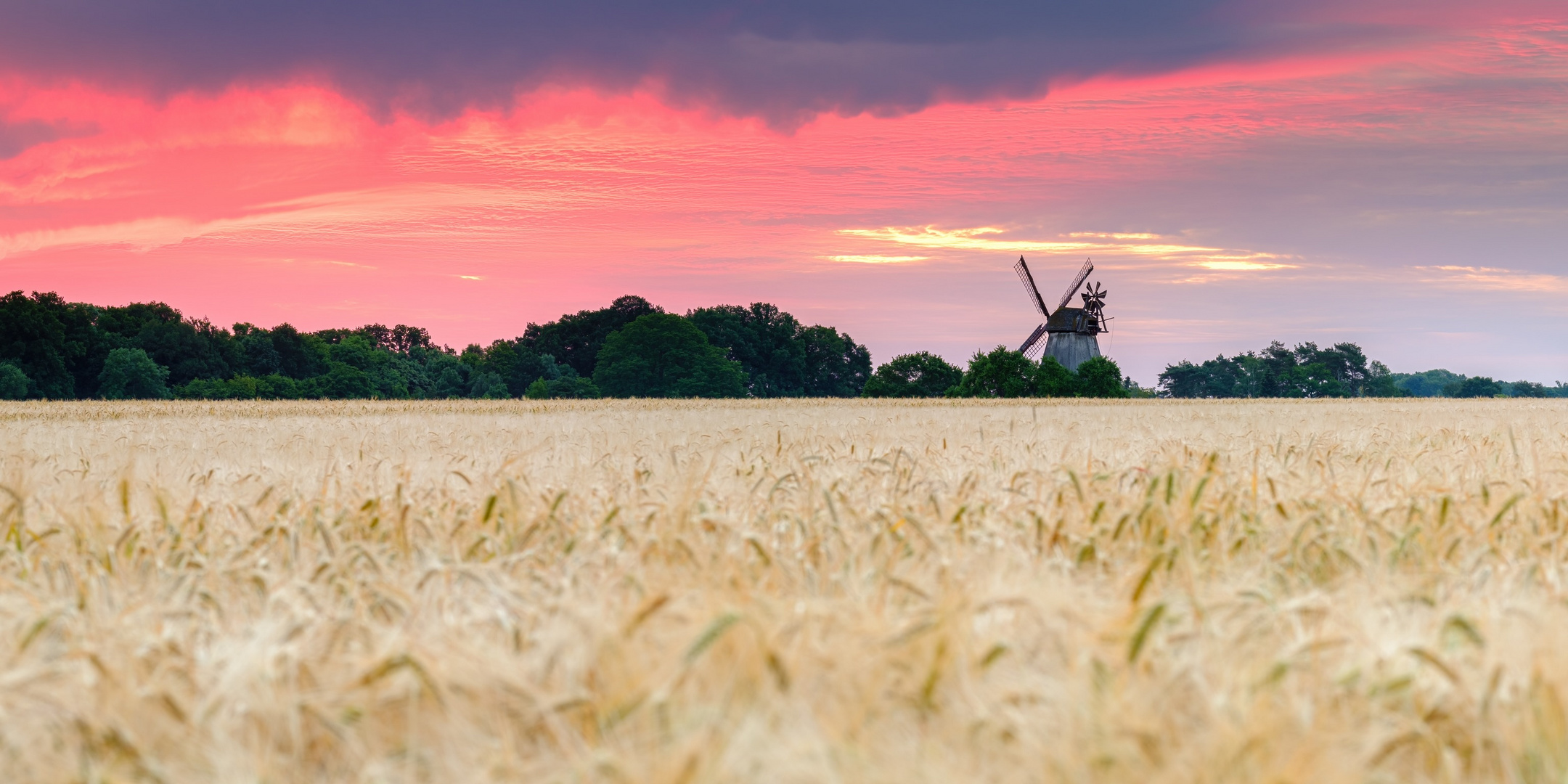 Windmühle im  Gerstenfeld zum Sonnenaufgang