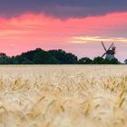 Windmühle im  Gerstenfeld zum Sonnenaufgang