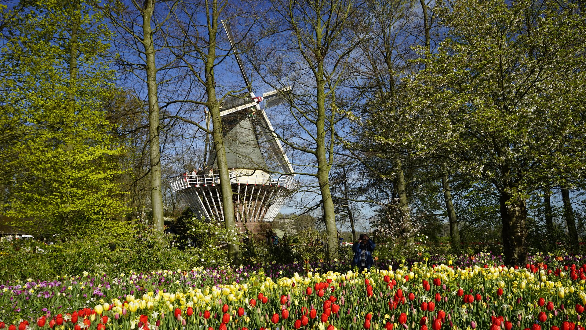 Windmühle im Keukenhof