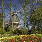 Windmühle im Keukenhof