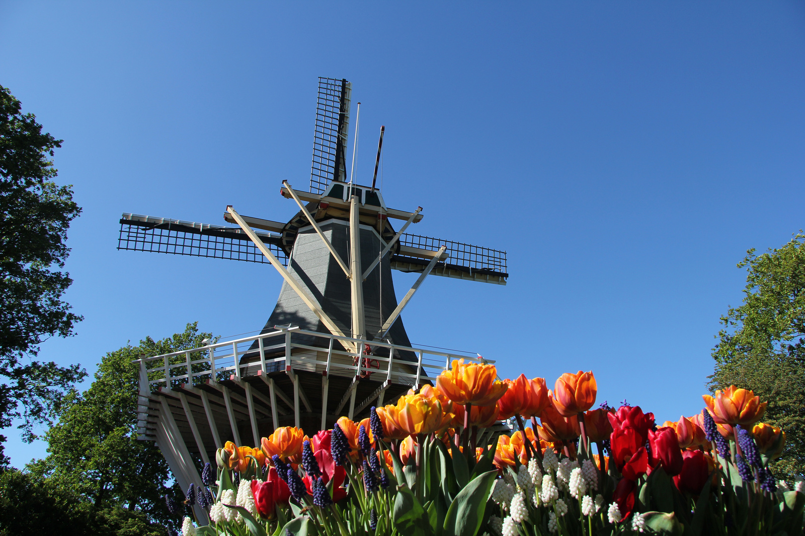 Windmühle im Keukenhof