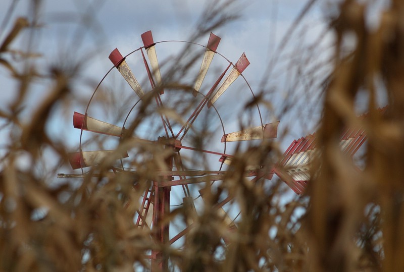 Windmühle im Kornfeld