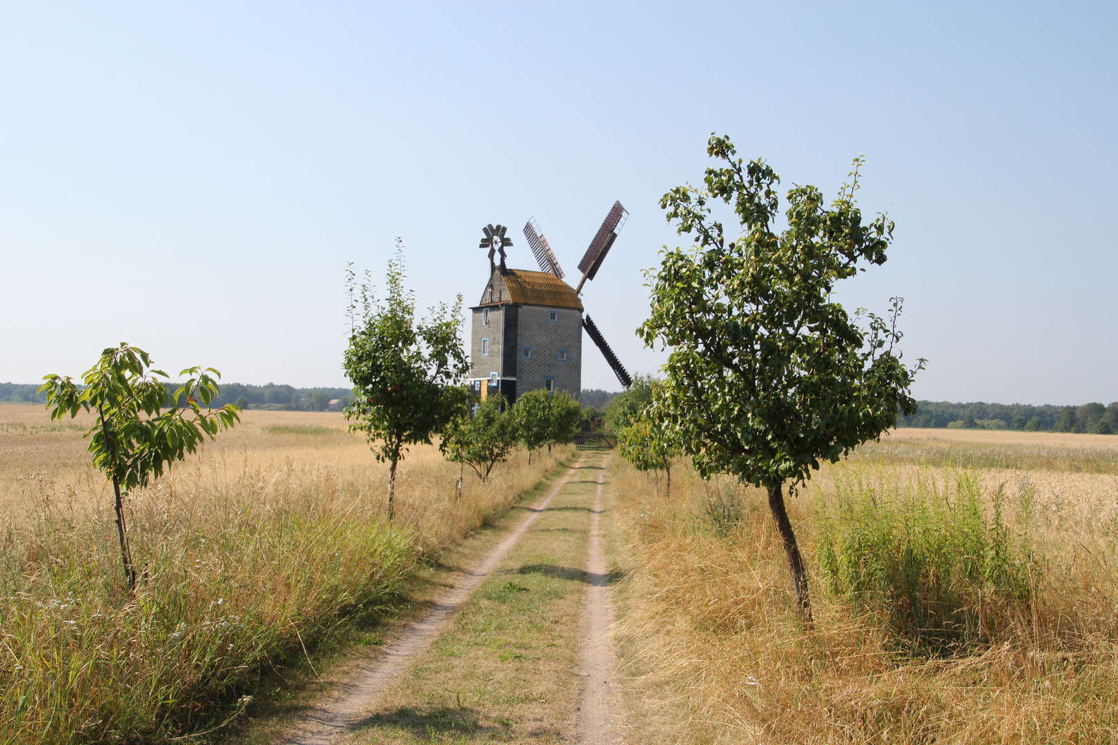 Windmühle im Kornfeld