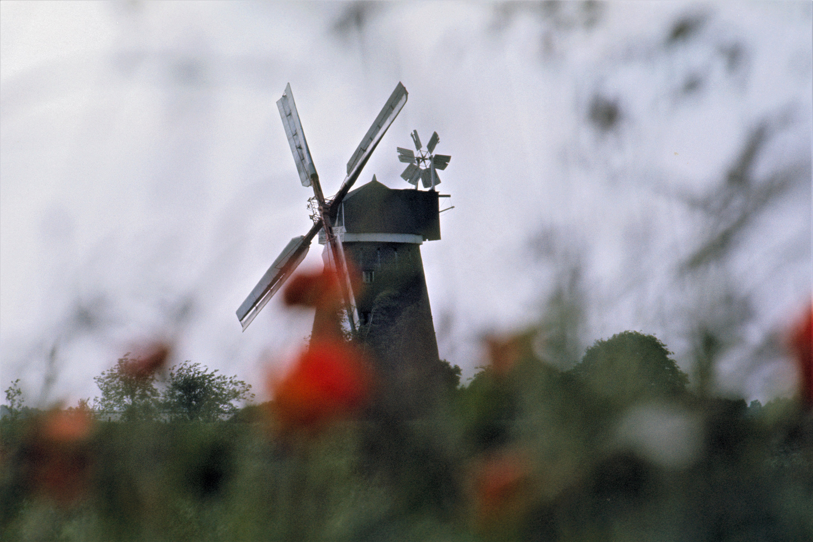 Windmühle im Mohnfeld