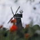 Windmühle im Mohnfeld