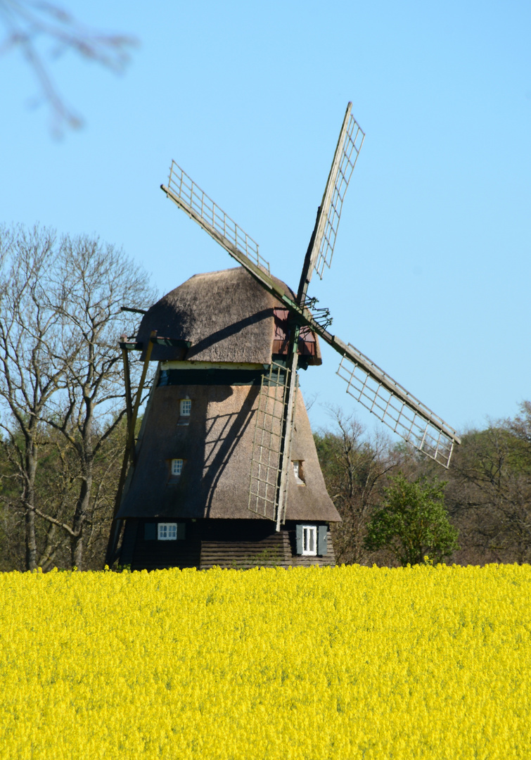 Windmühle im Rapsfeld