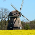 Windmühle im Rapsfeld