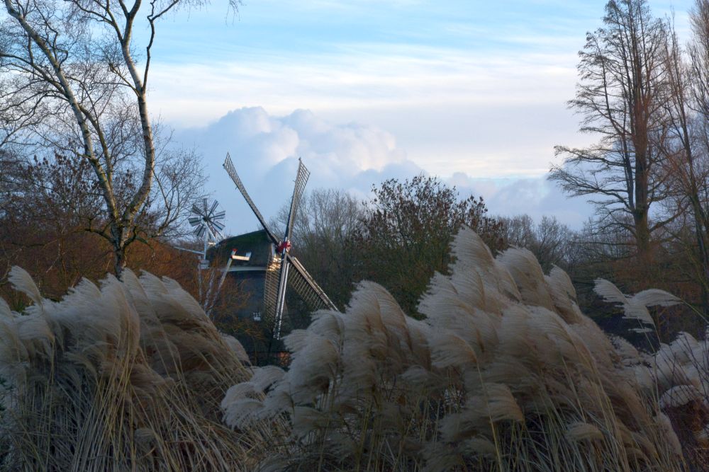 Windmühle im Schilf