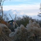 Windmühle im Schilf