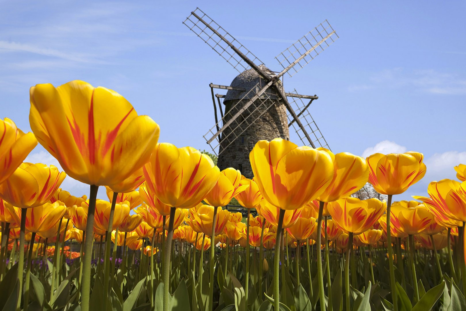 Windmühle im Tulpenfeld